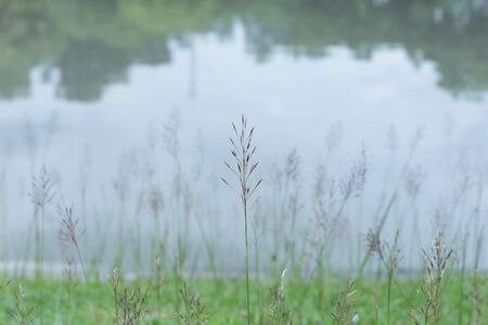 Grass flowers with water backgroundの写真素材
