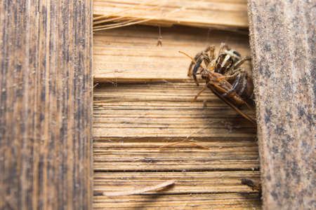 Jumping Spider(Salticidae), Spider in Thailand on wood bamboo.の写真素材