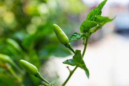 Close Up Red chili peppers on the treeの写真素材