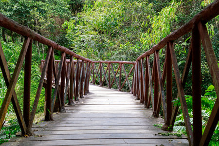 wooden bridge in the forestの写真素材
