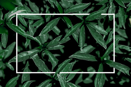 white square frame Creative leaf layouts for advertising cards or invitations. posing nature concept