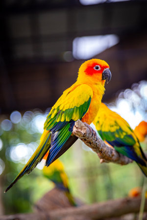Sun Conure parrot sitting on a branchの写真素材