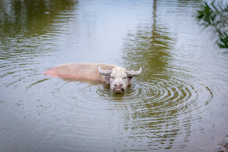 Thailand's white buffalo swimming in the waterの写真素材