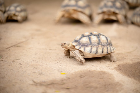 A giant tortoise, Sulcata tortoise, walks on the ground.の写真素材