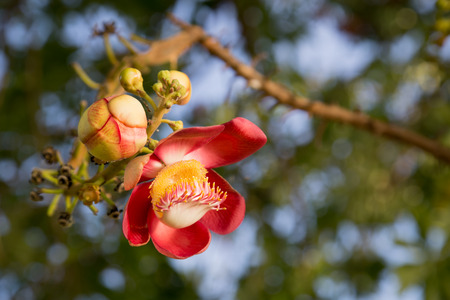 Beautiful close-up of Cannonball tree flowers  Couroupita guianensis の写真素材