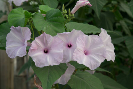 Pink morning Glory Flowersの写真素材