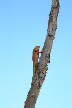 Lizard on a treeの写真素材