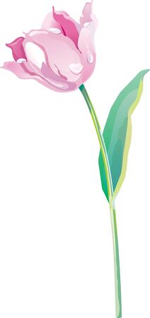Spring tulip on a white backgroundのイラスト素材