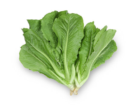 lettuce leaves isolated on white backgroundの写真素材