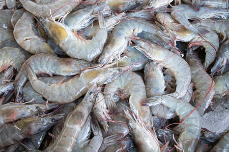 Close-up fresh white shrimp on ice for sell at  maketの写真素材