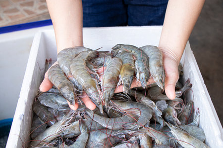 Close-up hand holding fresh white Shrimpの写真素材
