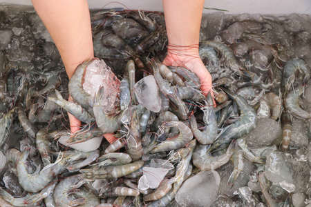 Hand holding white shrimp On a blurred background of white shrimp in a bucketの写真素材