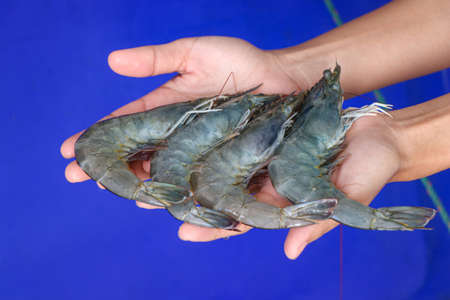 Hand holding white shrimp On a blurred background of white shrimp in a bucketの写真素材