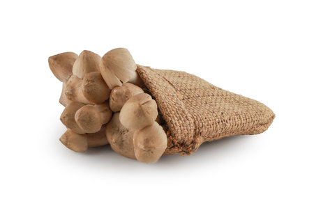 Termite mushrooms isolated on white background with clipping path,Teratophilia ,Termitomyces fuliginosus Heim, Edible thai mushroom.の写真素材