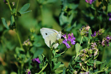 Butterflies. butterflies