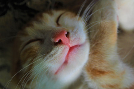 Orange baby cat. Orange baby cat.