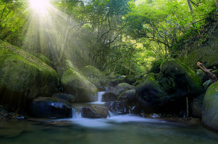 Forests streamの写真素材