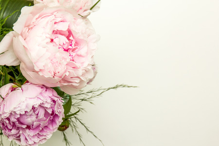 Peonies on white.の写真素材
