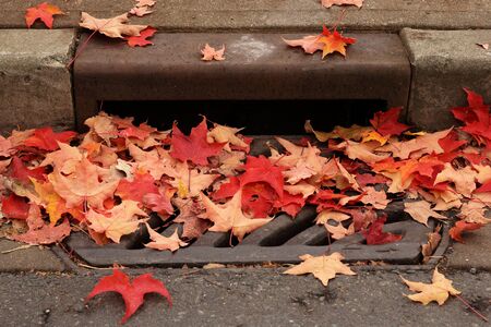 Colorful fall leaves cover a city street drain.の写真素材
