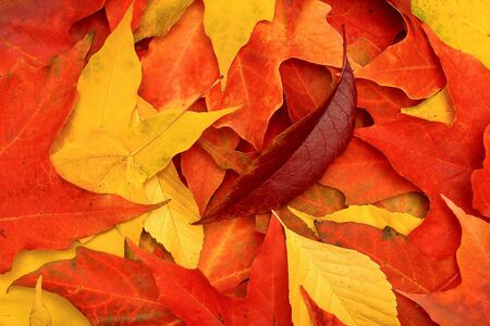 Autumn leaves of red, orange and yellow close up.の写真素材