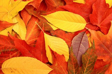 Autumn leaves of red, orange and yellow close up.の写真素材