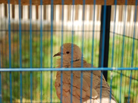 one single pigeon in a green cageの写真素材