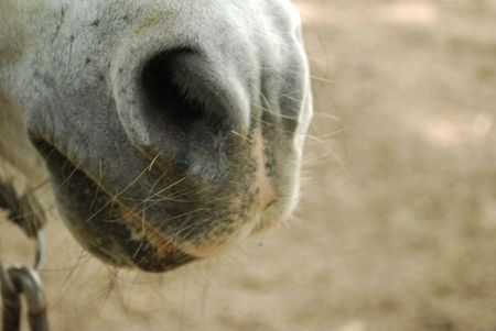 Horse Mouth Close Upの写真素材