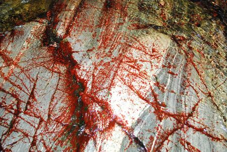 Beautifully coloured rock texture almost looks like bloodstone.の写真素材