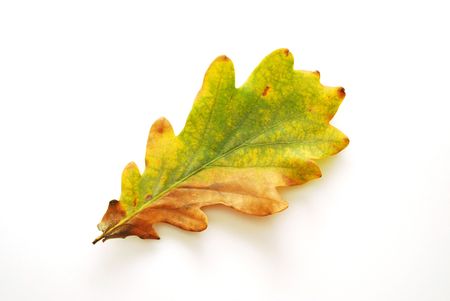 Autumn leafの写真素材