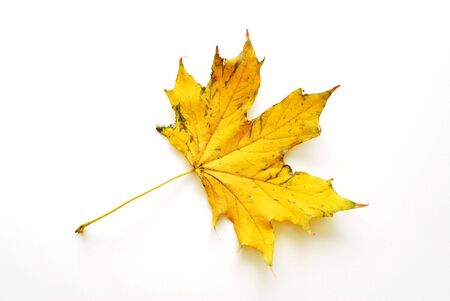 Autumn leafの写真素材