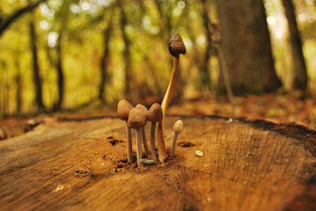 Mushroomsの写真素材