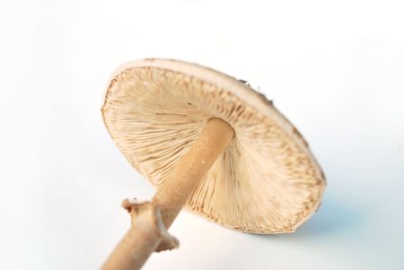 Mushroomの写真素材