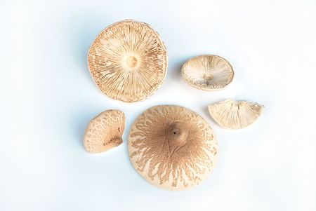 Mushroomsの写真素材