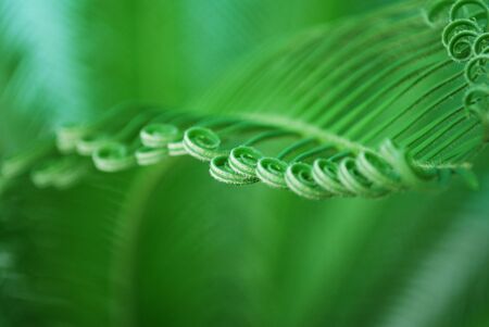 close detail of young cycas leaf with spiralsの写真素材