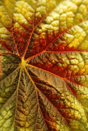 image with green leaf closeup as a background image