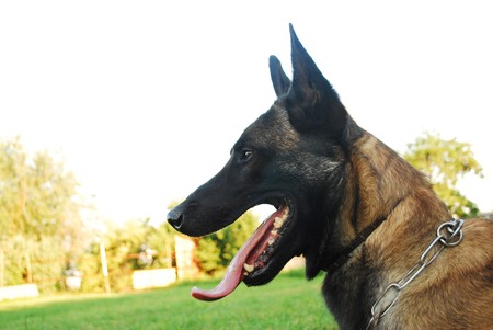 beautiful portrait of a purebred belgian shepherd cute watching dog
