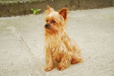 Picture of a littleYorkshire Terrier looking very sweetの写真素材