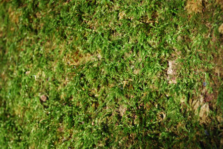 image with a tree bark with green moss textureの写真素材