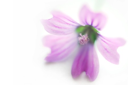 spa purple flower isolated on white close up with soft appearance