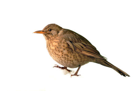 shemale bird blackbird Turdus merula in the snow winter