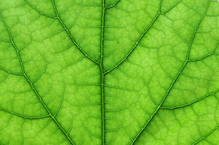 detail close image tree green leaf macro