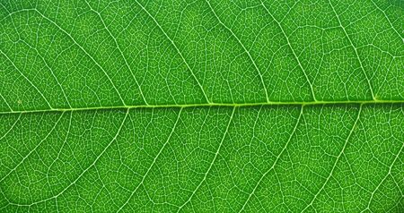 detail close image tree green leaf macro