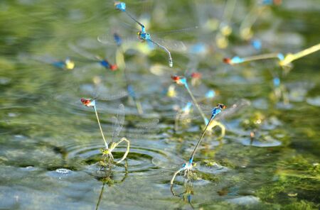 close image of many dragonflies making love on waterの写真素材