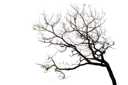 autumn tree branches isolated on the white background silhouetteの写真素材