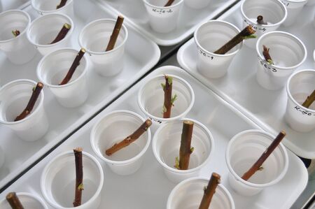 little tree branches in plastic glasses school laboratory experimentの写真素材