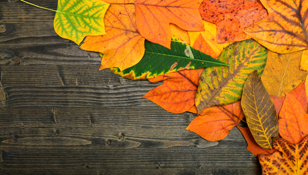 autumn tree leaf over dark wood plate backgroundの写真素材