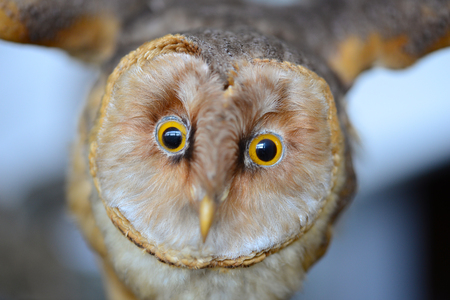 Bird owl face portrait detailの写真素材