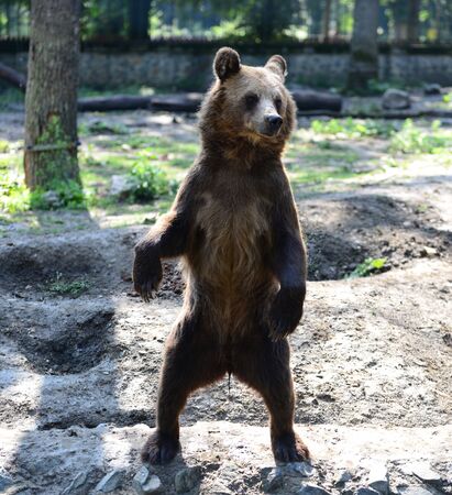 Brown bear animal standing up on two feet close detailの写真素材