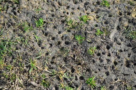 Traces of crampons in the stadium mud sport