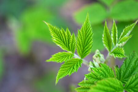Colorful fresh raspberry green leaf in natural